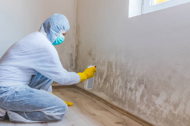 Licensed Black Mold Removal service in Glenmoore, PA - WQB Mold Removal