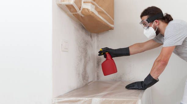 Professional Black Mold Removal technician working in Glenmoore, PA